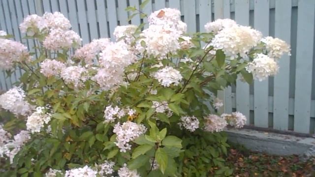 На Даче у Агафьи.идиальный двор в гостях у подруги смотреть онлайн