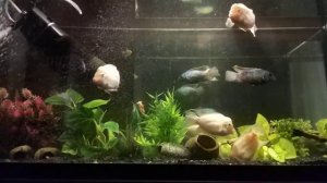 Цихлиды с тернециями в аквариуме 200 литров