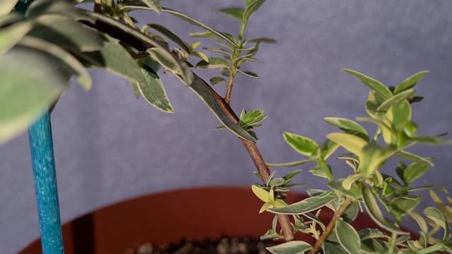 Мирт Тарентина вариегатный 4