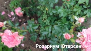 тверская область Плетистые розы: Айсберг, Фламентанс, Розариум Ютерсен, Декор Арлекин.mp4