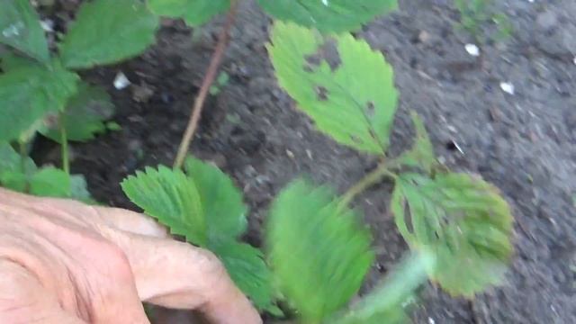 Пересаженная земляничка. смотреть онлайн