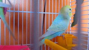 Пара Радужные волнистые попугаи