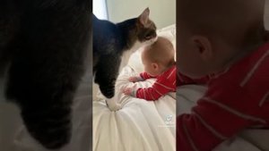 видео про жывотных