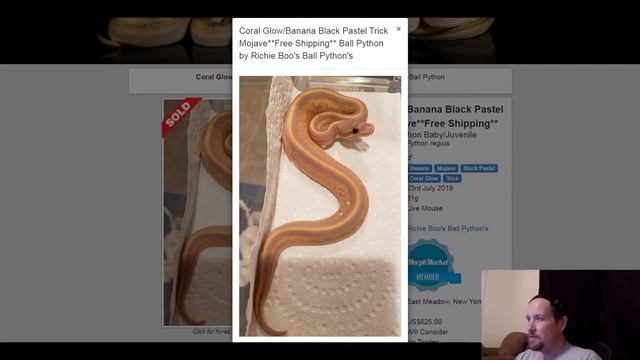 Coral Glow Ball Python Morph Combos | Jack's Reptiles