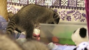 ТОП 5 лучшие видео с енотами 9. Енот полоскун. TOP 5 best videos from raccoons