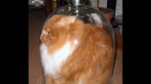 Котоприколы 5