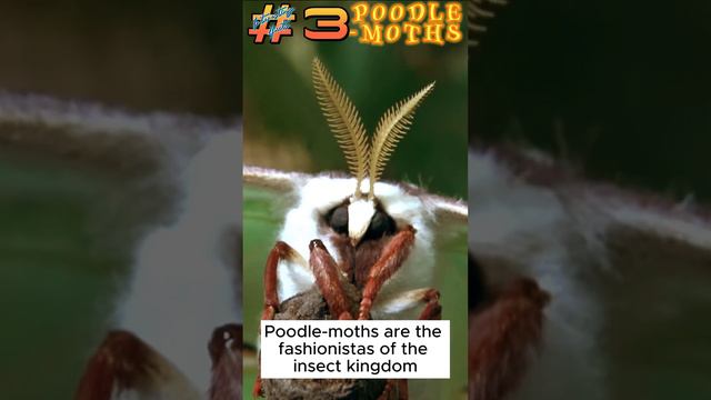 Poodle moth Interesting Fact 3