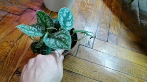 Филодендрон Бурле Маркс Вариегат //Санта-Леопальдино //Новинки