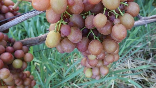 ОДИН ИЗ САМЫХ ЛУЧШИХ СОРТОВ - ЛИВИЯ смотреть онлайн