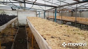 Полный курс по выращиванию зеленого лука.  Часть 2. Подготовка грунта.