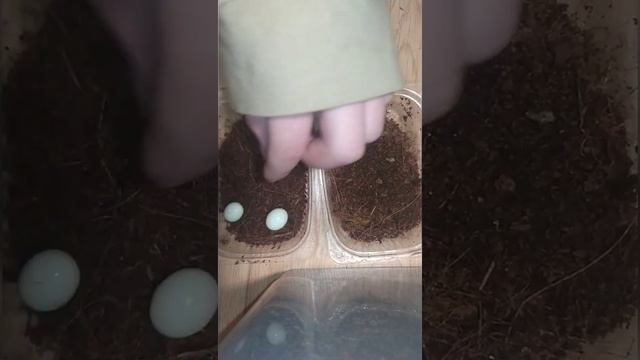 кладка яиц архахатин, очень неожиданный сюрприз, Маргината овум смотреть онлайн