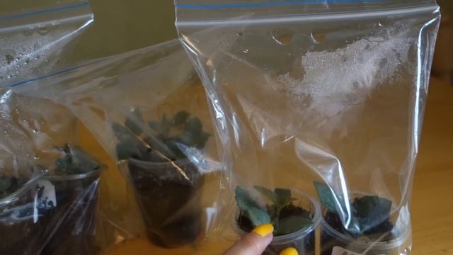 Тепличка для укоренения ахименесов и других цветов смотреть онлайн