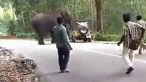 Самое удивительное дикое животное нападает кабан против Питбуля, питбуль против собаки против кабан