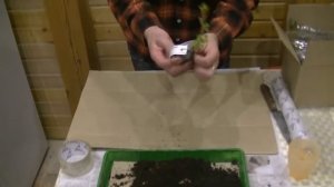 Как упаковать саженцы для отправки по почте. Подробный мастер-класс. Лукояновское садоводство.