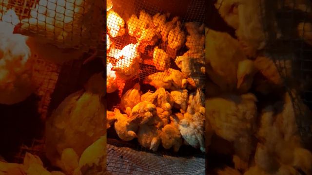 ЧихаютКашляютХрипятБройлер заболелЛечение