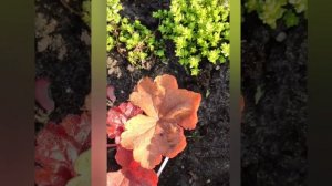 ГЕЙХЕРЫ в моем саду