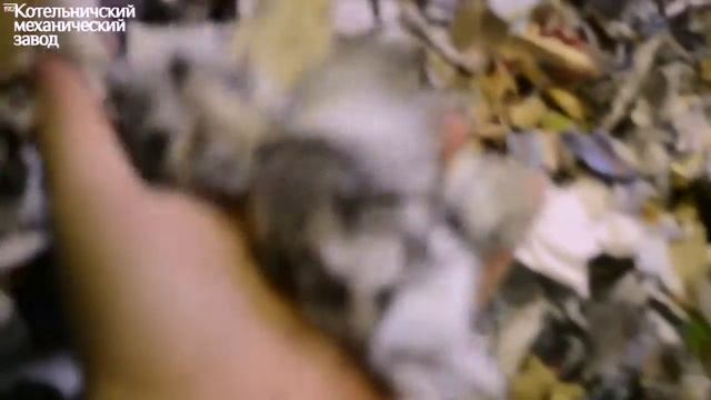 Шредер. Дробилка. Переработка макулатуры смотреть онлайн