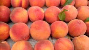 Только с дерева  .Персик Топ свит- Т5 и незнакомый красавец!