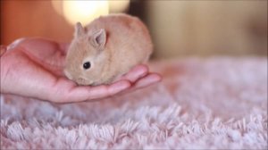 Декоративный кролик минор крем мальчик