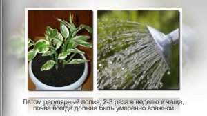 ПЕДИЛАНТУС – суккулент из семейства Молочайные | Виды, уход и разведение в домашних условиях