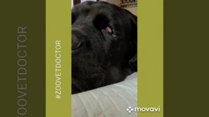 Пролапс выпаление слёзной железы третьего века собак кошек методы лечения аденома вправление железы