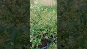 Голубика: чандлер, бонус, патриот, элизабед, блюкроп, пати, голдтраубе71 на конец июня 2021г.