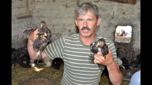 Определение пола цыплят Орпингтонов и Кохинхинов по голосу. Хозяйство Гуковские куры