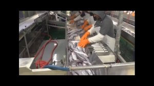 Рыборазделочная машина АТ РМ-350 в работе на судне.