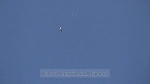 Сокол Сапсан жёстко охотиться на голубей. Falcon Peregrine is hard at hunting pigeons.