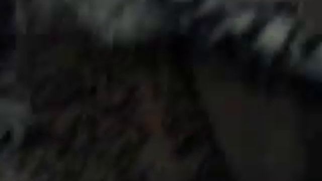 Шотландские котята город стерлитамак ..#шотландские.#котята.#вислоухие смотреть онлайн