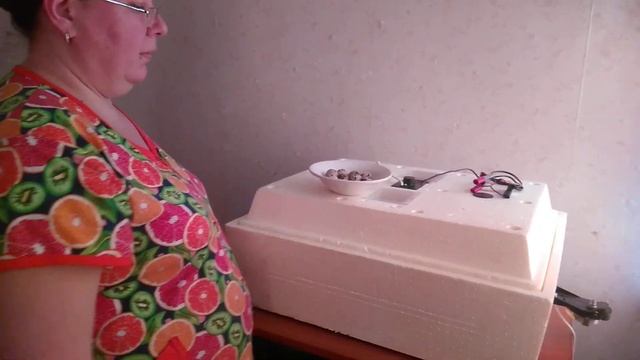 Овоскопирование перепелиных яиц.Инкубационная таблица