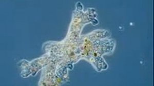 Передвижение амебы flv