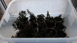 Черенкование хвойных (ТУЯ) осенью. Часть 1