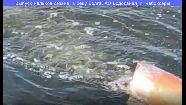 Выпуск мальков сазана в реку Волга предприятием АО Водоканал, г. Чебоксары. 30.09.2023