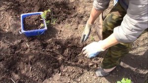 Смородина.  Посадка черенков  в открытый грунт.