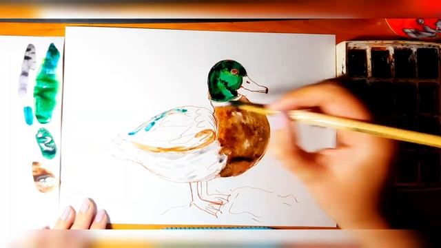 Как рисовать утку. Утка акварелью. Рисование для начинающих. смотреть онлайн