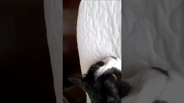 Котик мурчит громче всех,кот,котята,няшный котэ смотреть онлайн