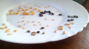 Нашатырный спирт (Аммиак) помогает всходам семян