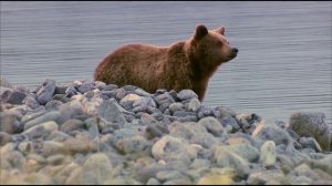 Дикая природа России / Wild Russia - Episode 3: Siberia / Cибирь