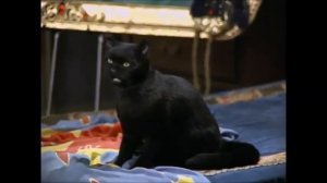 Кот Сэйлем и толкование снов. (Сабрина - маленькая ведьма)