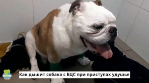 Как дышит собака с БЦС при приступах удушья
