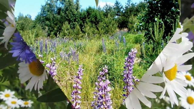 Полевые цветы. смотреть онлайн