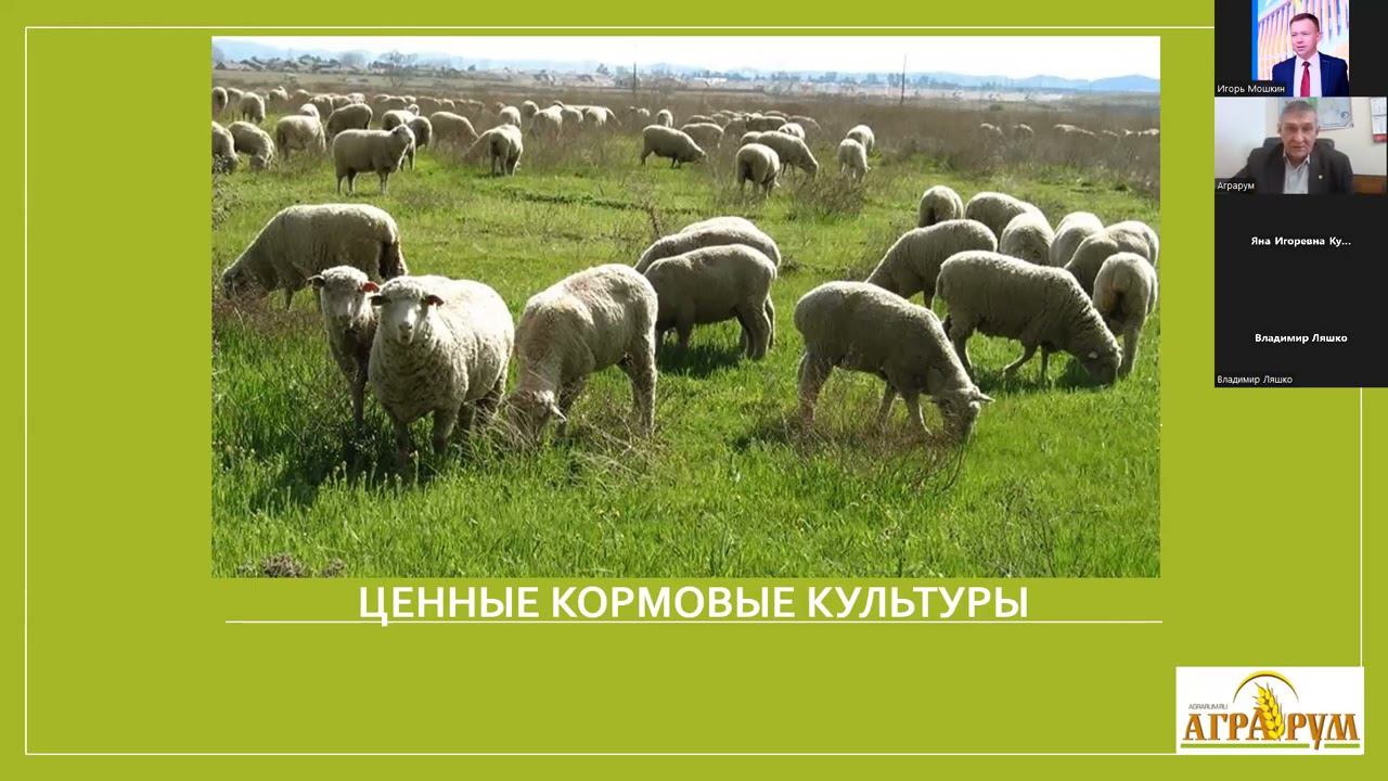 Как накормить скот в условиях засухи. Решение задач кормопроизводства в аридных территориях России