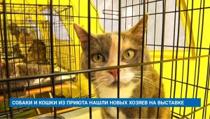 СОБАКИ И КОШКИ ИЗ ПРИЮТА НАШЛИ НОВЫХ ХОЗЯЕВ НА ВЫСТАВКЕ