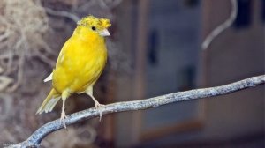 Пение канарейки Певчий кенар Как поет канарейка обучение / Singing canaries canary singing, sounds