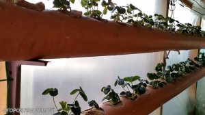 ВЫРАЩИВАНИЕ КЛУБНИКИ В ЗИМНИЙ ПЕРИОД/Теплица для клубники/Сорта,свет,подкормка,опыление.