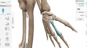 Суставы кисти: классификация и особенности