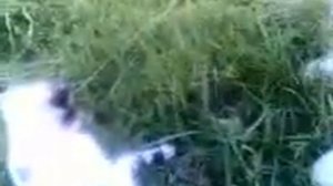 анишино   Белёв монастырь