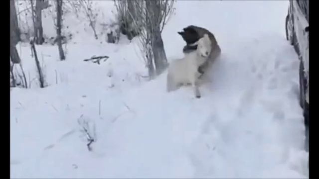 Джанкойский этап