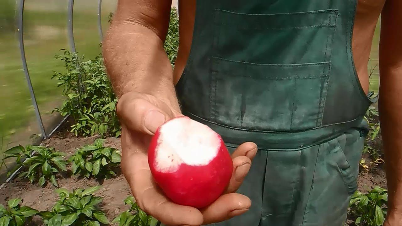 Помидоры,перцы и редиску,высаживаем в одной теплице ч.3(редиска) смотреть онлайн